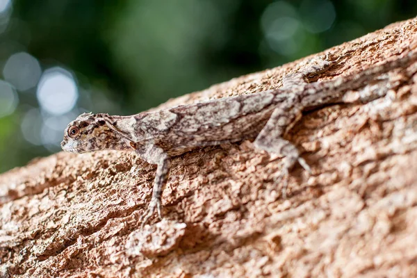 A spotted-skinned lizard hides like a tree bark on a tree trunk. Selective focus on the head. Beautifully blurred green background.