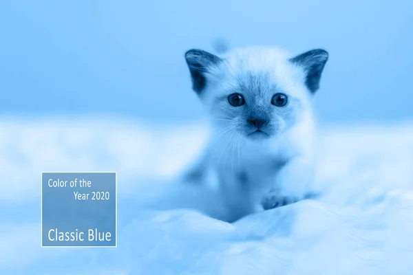 Cor Ano 2020 Cor Azul Retrato Gatinho Siamês Tailandês Olhando — Fotografia de Stock