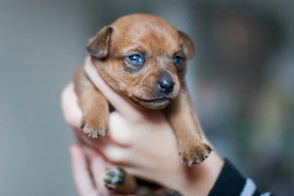 Ein Sehr Kleiner Toy Terrier Welpe Den Armen Eines Kindes — Stockfoto