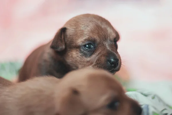 Zwei Kleine Lustige Welpen Von Toy Terrier Braunes Fell Schwarze — Stockfoto