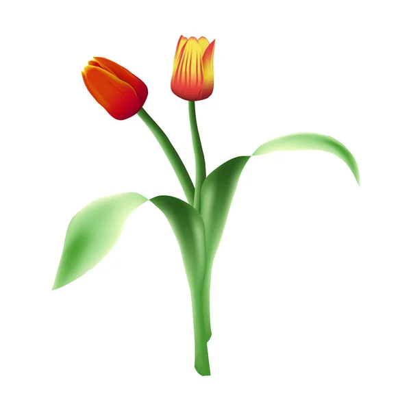 Two realistic vector beautiful tulips isolated on white background. — Stock Vector