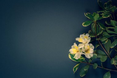 Minimalist flat lay. Sprig with flowers and leaves on a dark blue background.