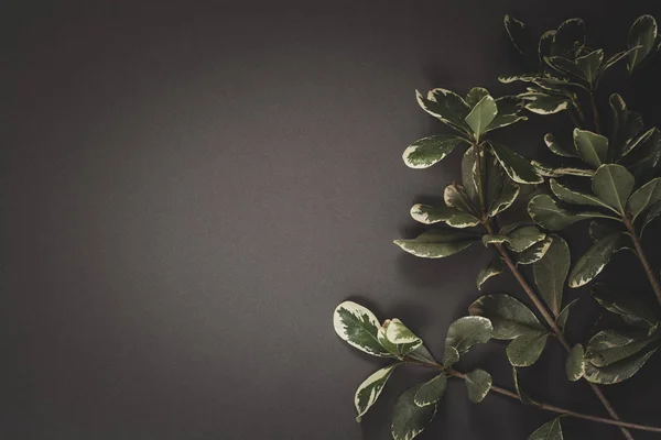 Minimalist flat lay. Sprig with leaves on a gray background.