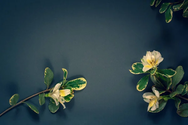 Minimalist flat lay. Sprigs with flowers and leaves on a dark blue background.