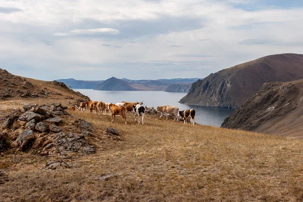 Alta riva rocciosa del lago Baikal con mucche al pascolo . — Foto Stock