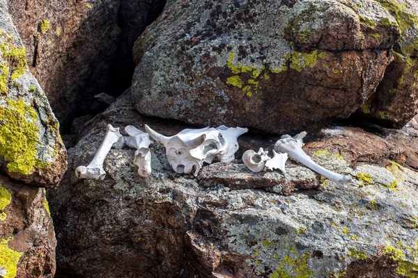 돌 위에는 해골 이 있는 동물의 흰 뼈가 놓여 있다. — 스톡 사진
