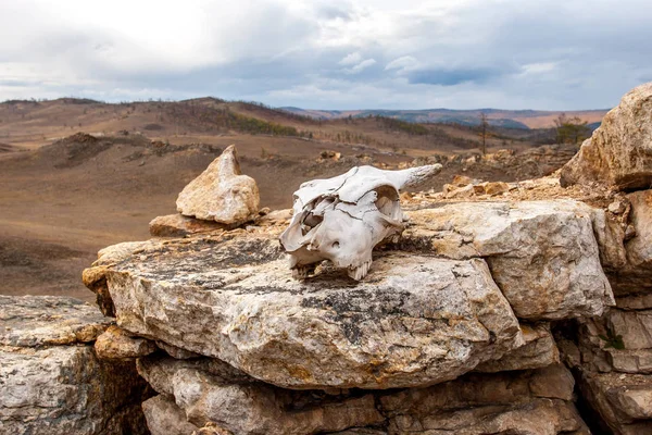 Witte schedel van een dier op de stenen. — Stockfoto