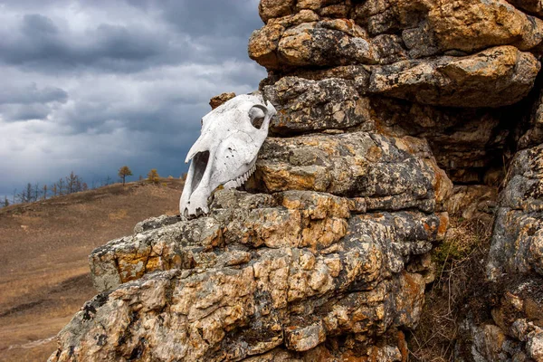 The skull of the animal lies on the stones. — Stock Photo, Image