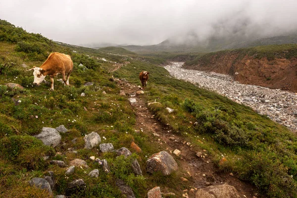 Due Mucche Percorrono Sentiero Montagna Fiume Pietra Senza Acqua Nelle — Foto Stock