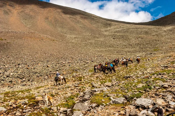 Gruppo Turisti Con Cavalli Passo Montagna Cavalli Stanno Riposando Cane — Foto Stock