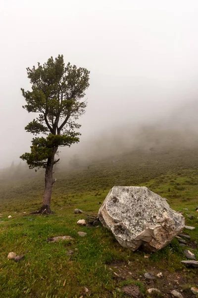 Una Gran Roca Abeto Cerca Una Ladera Montaña Niebla Hierba —  Fotos de Stock