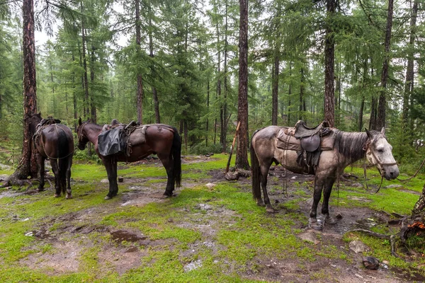 Horses Tied Trees Rainy Weather Horses Saddles People Gray Brown — Stock Photo, Image
