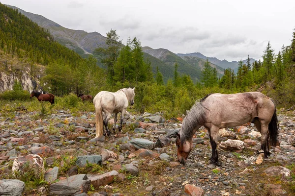 Diversi Cavalli Camminano Pietre Montagna Cavalli Con Gambe Legate Colore — Foto Stock