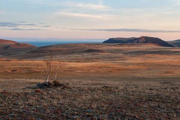 Estepa Con Árbol Solitario Cerca Del Lago Baikal Abedul Enano —  Fotos de Stock