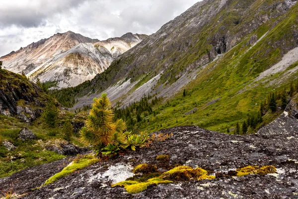 Musang Muda Berbulu Tumbuh Atas Batu Dengan Latar Belakang Pegunungan — Stok Foto