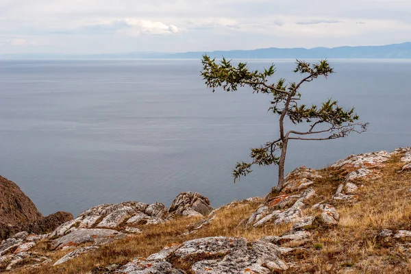 Lonely young tree on a rock by the lake. Brown grass and a lot of stones. Mountains behind the lake in a haze. The sky with clouds.