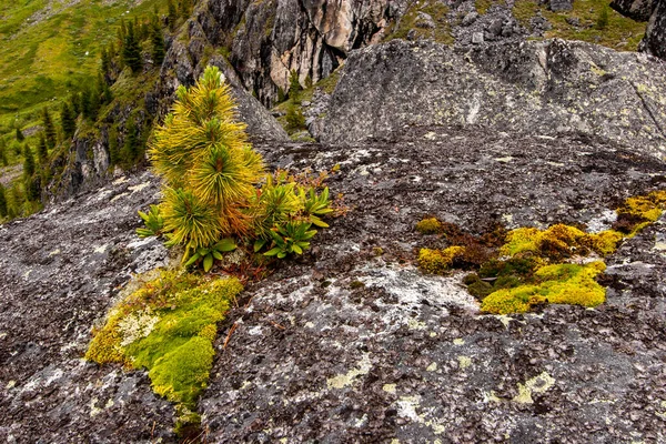 大きな岩の上に若いふわふわのモミの木が生えています 古い石から新しい生活 緑のふわふわの苔がたくさんあります — ストック写真