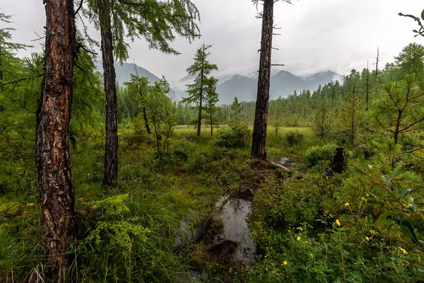 Bosque Verde Con Pantano Montañas Distancia Nubes Sobre Las Montañas — Foto de Stock