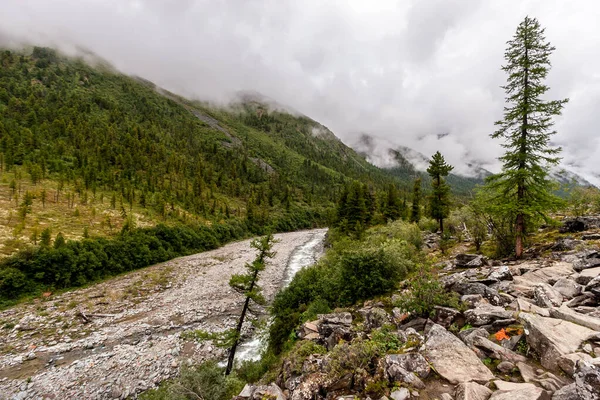 針葉樹林に覆われた山々の間に小さな川が流れています 手前の岩場の海岸 山の上に濃い霧と雲 — ストック写真