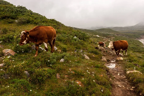 三头母牛在山间小径上行走 地上有很多石头和绿草 浓雾弥漫 — 图库照片