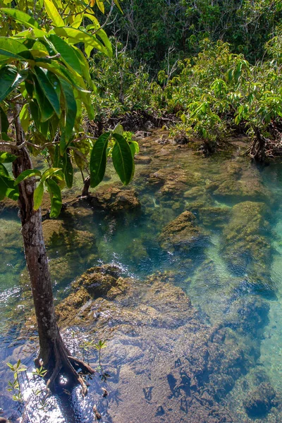Молодое Мангровое Дерево Растет Воде Реки Красивой Бирюзовой Чистой Водой — стоковое фото