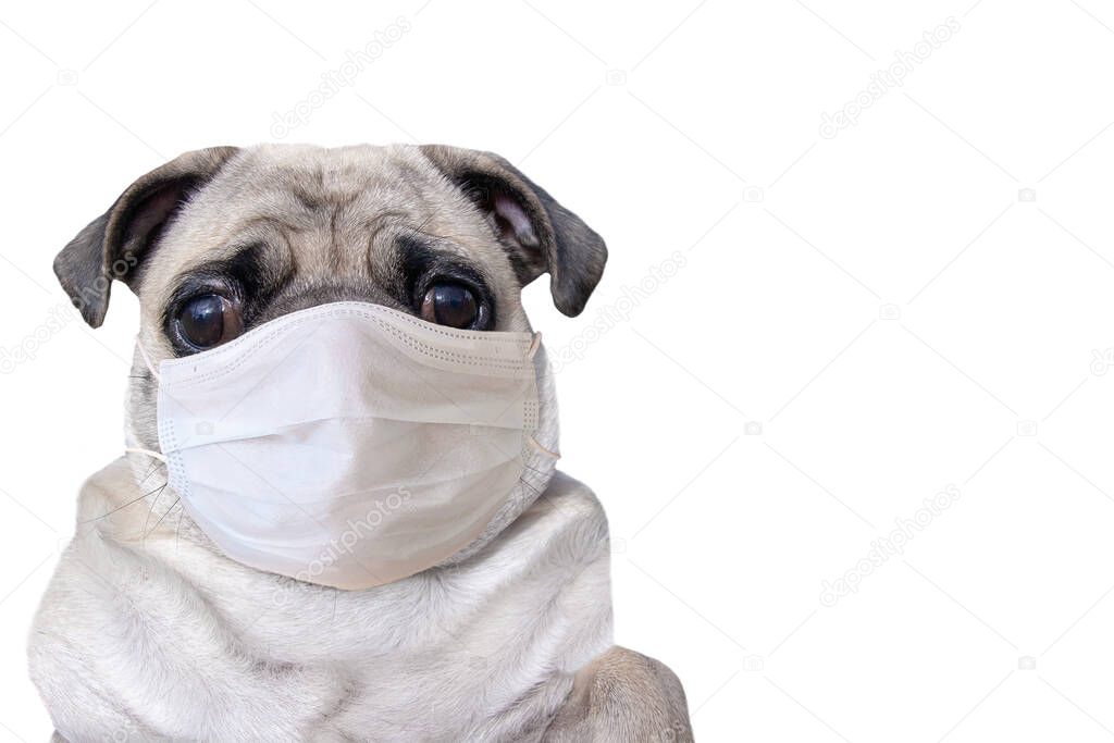 Pug in a medical mask isolated on white background with copy space. Dog in a protective mask on the face. Big sad eyes. Horizontal.