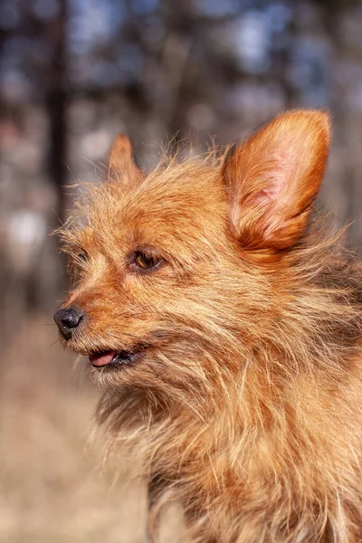 Portrait Yorkshire Terrier Large Ears Long Red Hair Looking Away — Stock Photo, Image
