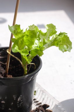 Evde bir pencerede toprak olan bir tencerede taze salata yaprakları. Pencereden gelen güneş ışığı. Yüzeyin derinliği. Dikey.