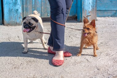 Komik köpekler kızın bacaklarına tasma takmış. Şişko Pug ve dağınık Yorkshire Teriyeri dilleri dışarıda duruyorlar. Yatay.