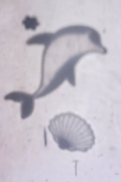 Cienie Delfina Koguciki Naklejek Szkle Życie Morskie Sylwetki Fauny Morskiej — Zdjęcie stockowe