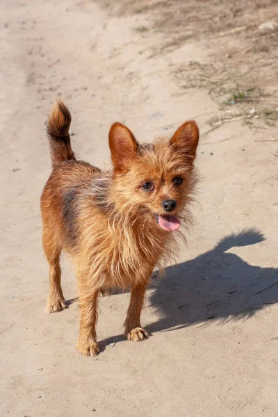 小さな毛深いヨークシャー テリアは 田舎道に舌が突き出て立っている 長い茶色の犬の髪と大きな耳 — ストック写真
