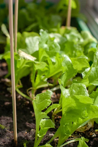 stock image Green lettuce sprouts stick out of the ground. Growing young shoots of lettuce. Sticks stuck. Shallow depth of field. Vertical.