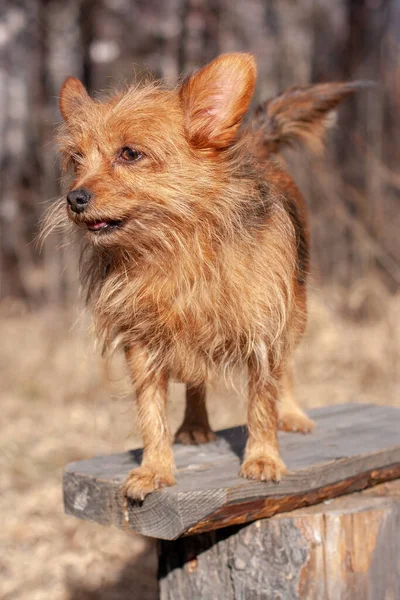 Very Disheveled Yorkshire Terrier Big Ears Blackboard Forest Looking Away — Stock Photo, Image
