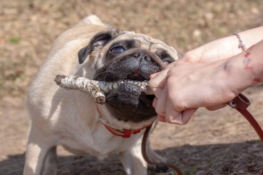 Pug kadın ellerinden bir sopa kapmaya çalışıyor. Kırmızı deri tasma ve kahverengi tasma. Arka plan bulanık. Yatay.