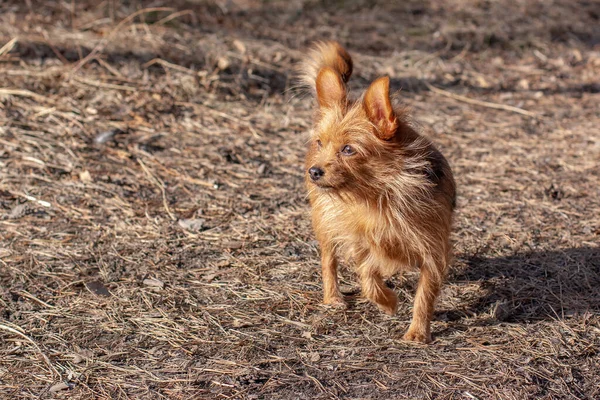 A hairy Yorkshire Terrier with big ears stands with one raised paw in the forest and looks away. A small dog with long brown hair. Blurred background. Horizontal.