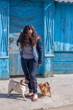 Köpekler Pug ve Yorkshire Teriyeri kızın bacakları birbirine dolanmış. Arka planda Sovyet yıldızları olan eski mavi ahşap çitler. Dikey.