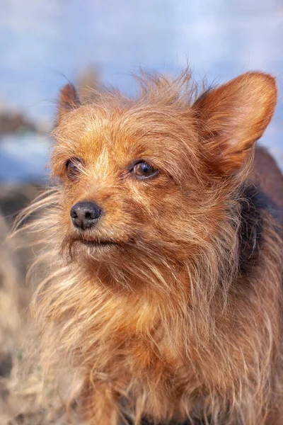 非常にShaggyヨークシャーテリアの近い肖像画 長い変色茶色の犬の髪と大きな耳 目を離して 背景がぼやけている — ストック写真