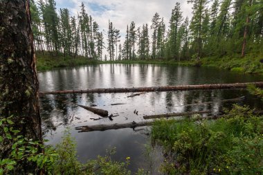 Yeşil çimenler ve kozalaklı ağaçlarla çevrili bir orman gölü. Ağaç gövdeleri suda yüzer. Sudaki yağmurdan daireler çiziyor. Yatay.