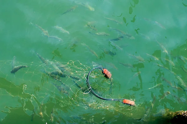 Fish in a fishing net in the sea. A flock of fish swims around. The water is green. Horizontal.