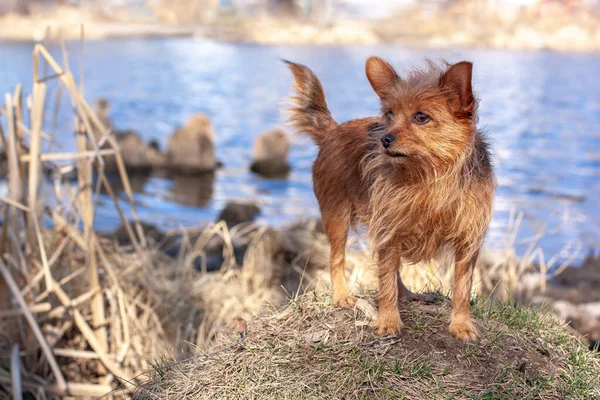 Engraçado Yorkshire Terrier Fica Knoll Contra Pano Fundo Água Olha — Fotografia de Stock