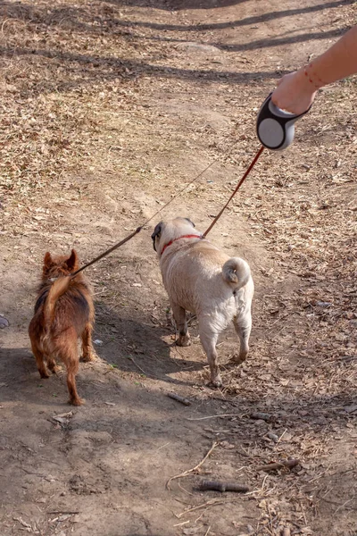 Yorkshire Terrier Carlino Piedi Sono Guinzaglio Due Cani Stanno Camminando — Foto Stock