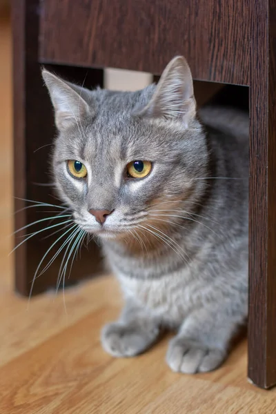 Beautiful Gray Cat Sitting Quietly Chair Parquet Floor Yellow Eyes — Stock Photo, Image