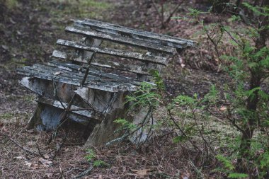 Dallarla ve yapraklarla dolu bir ormanda eski bir bank. Boya soyuyordum. Renkli. Yatay.