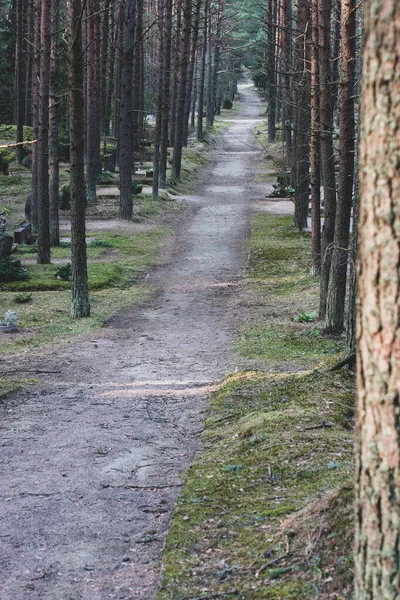 The road through the cemetery planted with tall trees. Trunks of coniferous trees. Vertical.