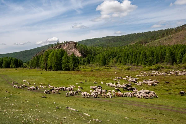 Greggi Pecore Pascolano Pascolo Verde Una Valle Vicino Alle Colline — Foto Stock