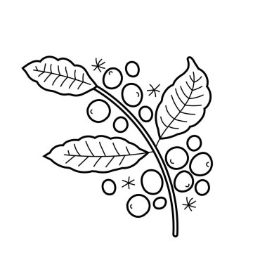 Kahve bitkisi dalı, vektör izole sanat, kahve çekirdekleri ve yapraklı böğürtlenlerin doğrusal çizimi.