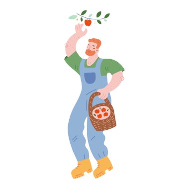 Bahçıvan adam elma topluyor ve sepetten meyve topluyor, sevimli erkek karakter, kot pantolon giymiş sakallı çiftçi. İzole vektör illüstrasyonu,