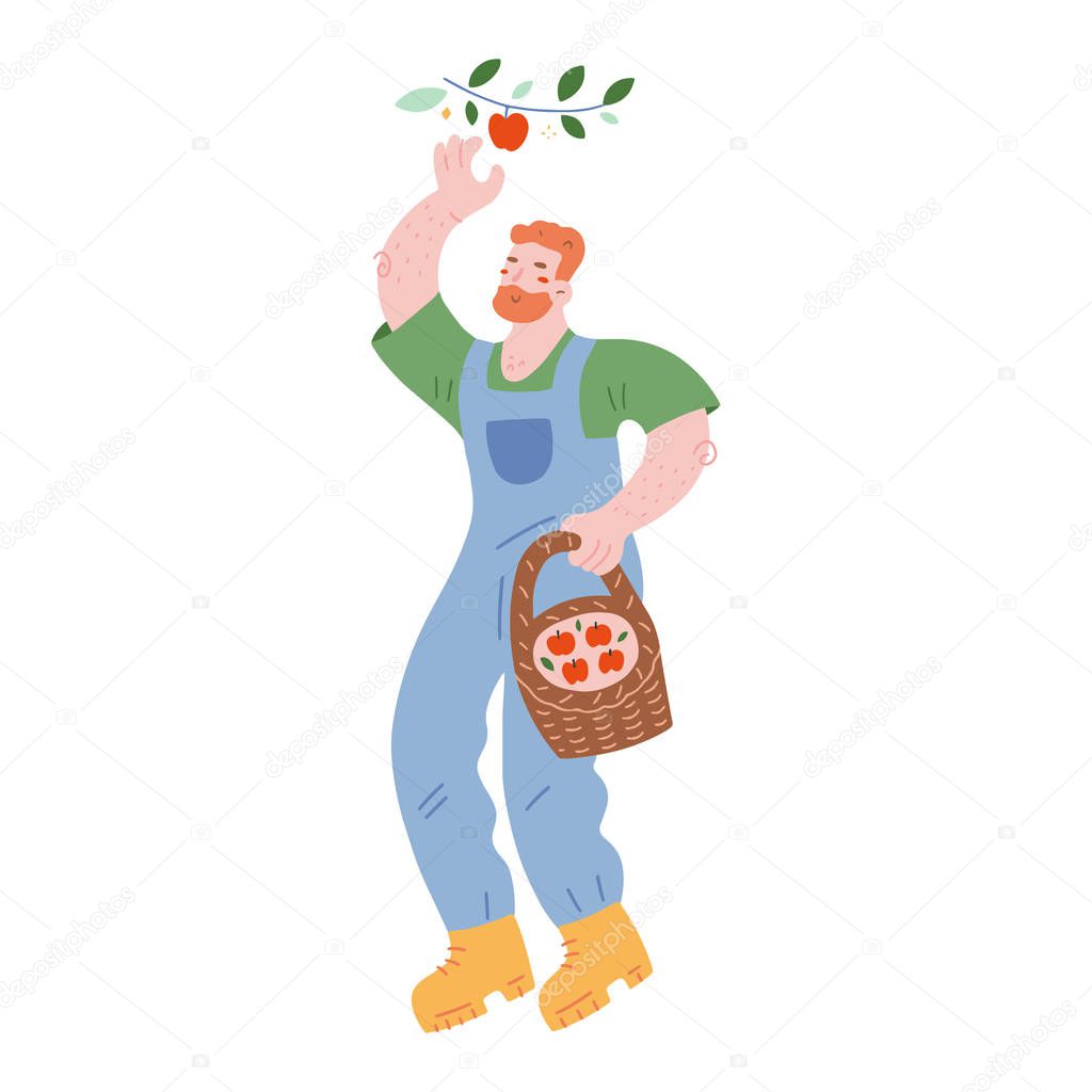 Gardening man picking apples and collecting fruit in wicker basket, cute male character, farmer in denim overalls with beard. Isolated vector illustration,