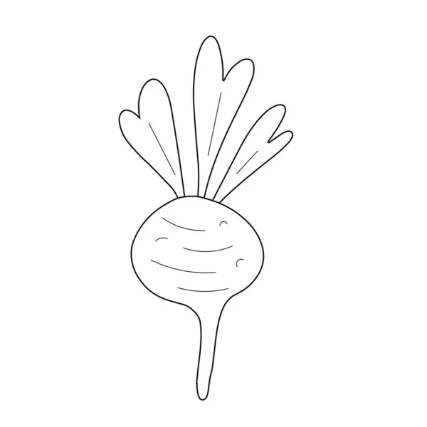 Mignon art des gribouillis de radis, légumes racines ornaniques crus, dessin vectoriel isolé. Légumes frais de jardin, betterave isolée sur blanc — Image vectorielle