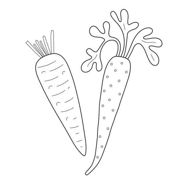 Carottes racinaires crues avec feuilles, icône de contour de gribouillis, illustration naturelle de légumes de ferme. Ingrédient vitaminique frais isolé sur blanc — Image vectorielle